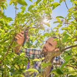 GARDENA Gartenschere PremiumCut Pro Flex grau/türkis, Bypass, Griffweite stufenlos einstellbar